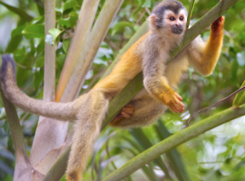 Monos del resort Costa Verde en Costa Rica. Los 19 hoteles más extraños del mundo