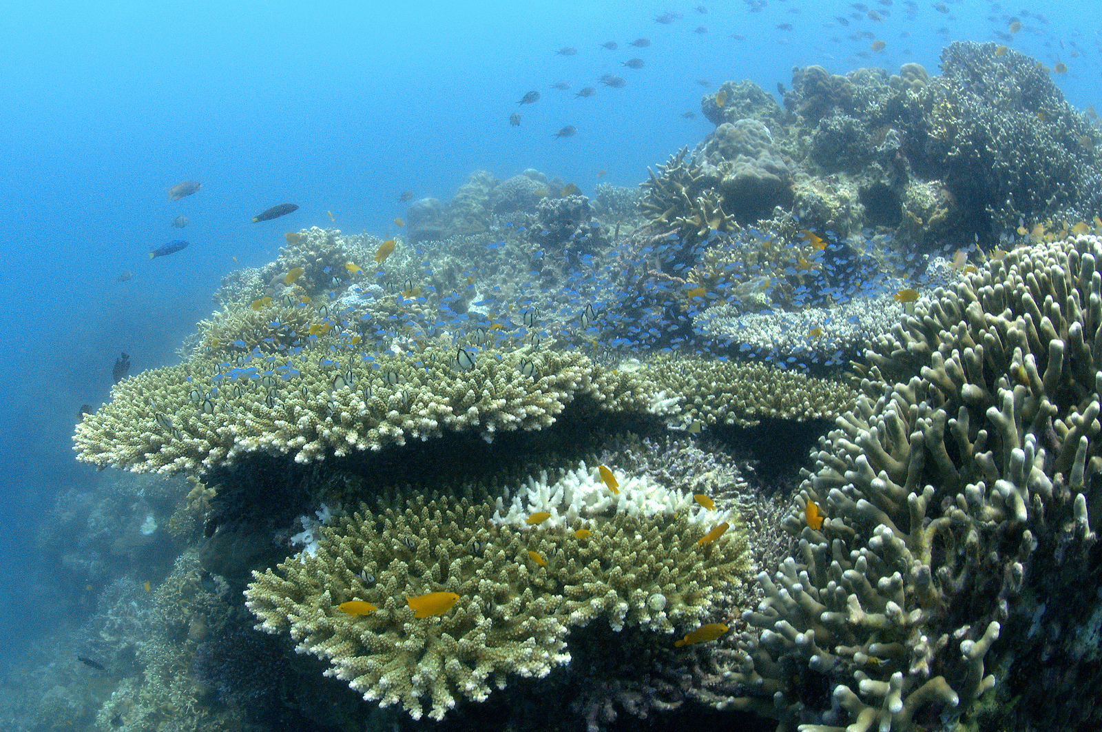 Arrecifes,El peligro de elegirlos: ¿Sabías cuánto contaminan los cruceros?