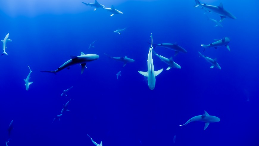 Tiburones blancos en Sudáfrica