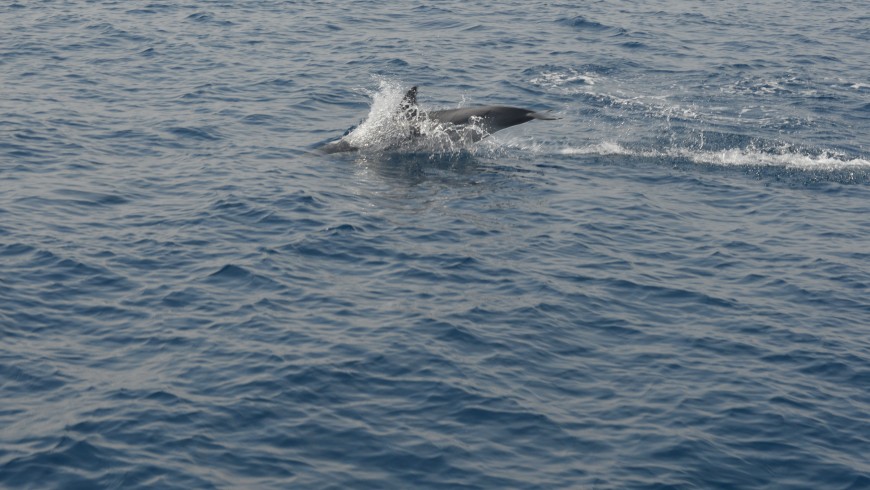 Delfines en Génova mar adentro