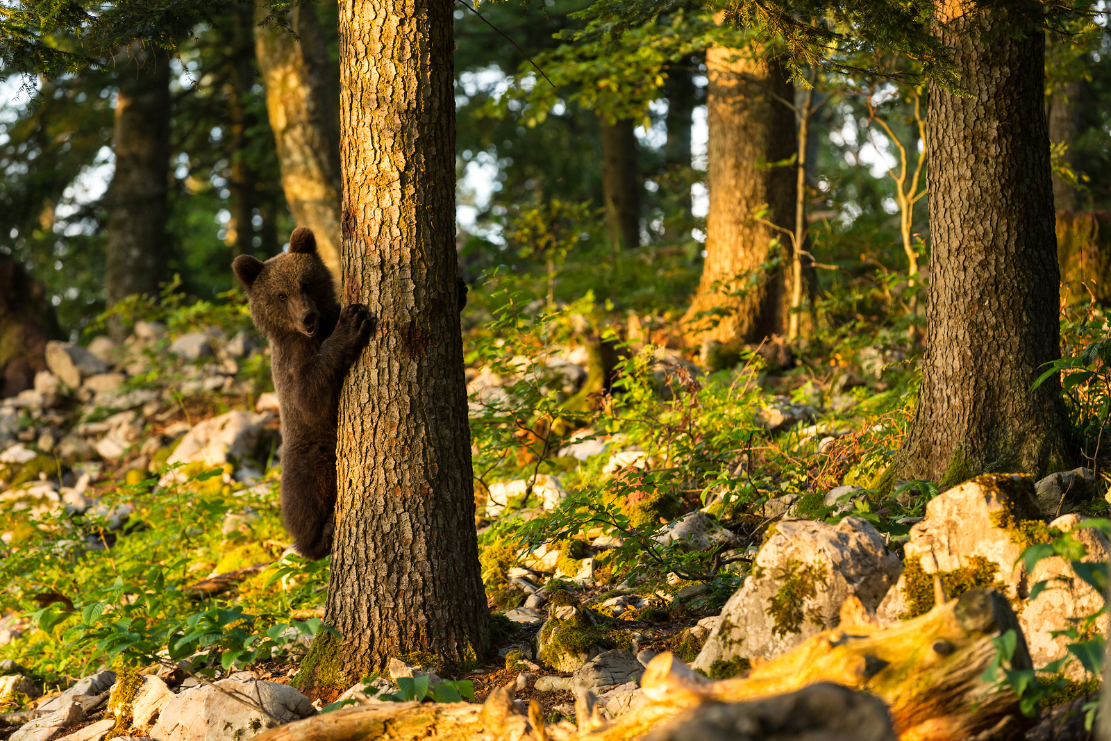 Observar osos en Eslovenia: unas vacaciones diferentes