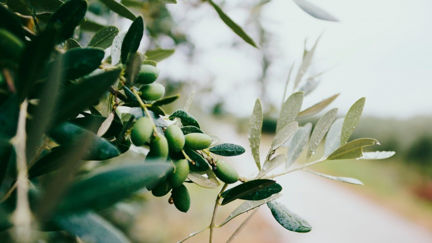 degustar olivares