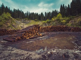 Deforestación como causa del calentamiento gloal