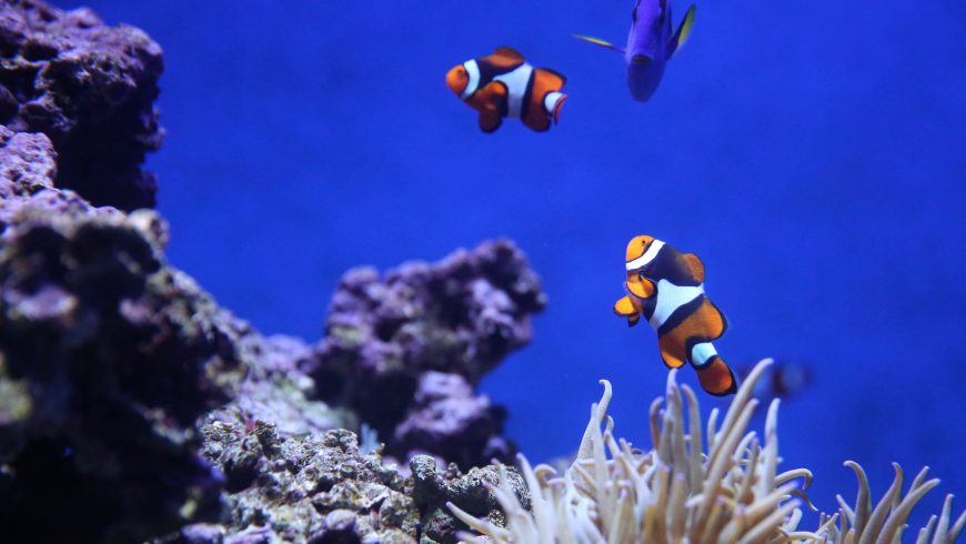 peces y arrecife de coral