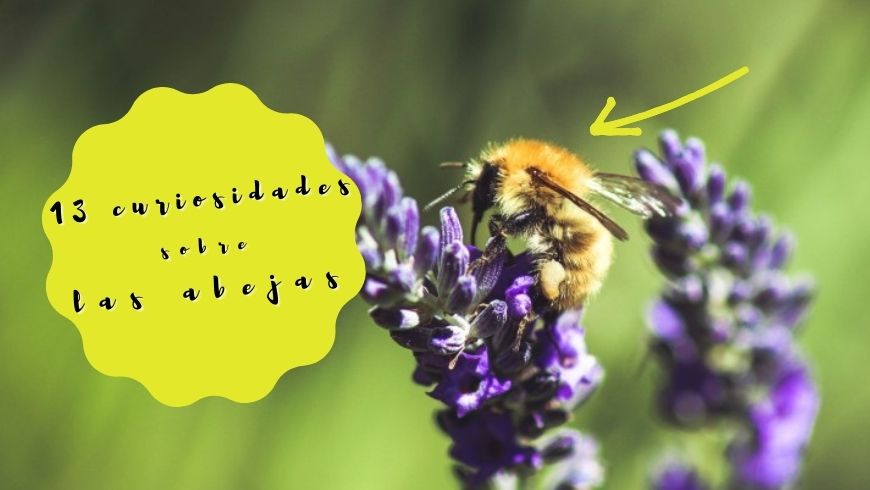 13 curiosidades sobre las abejas