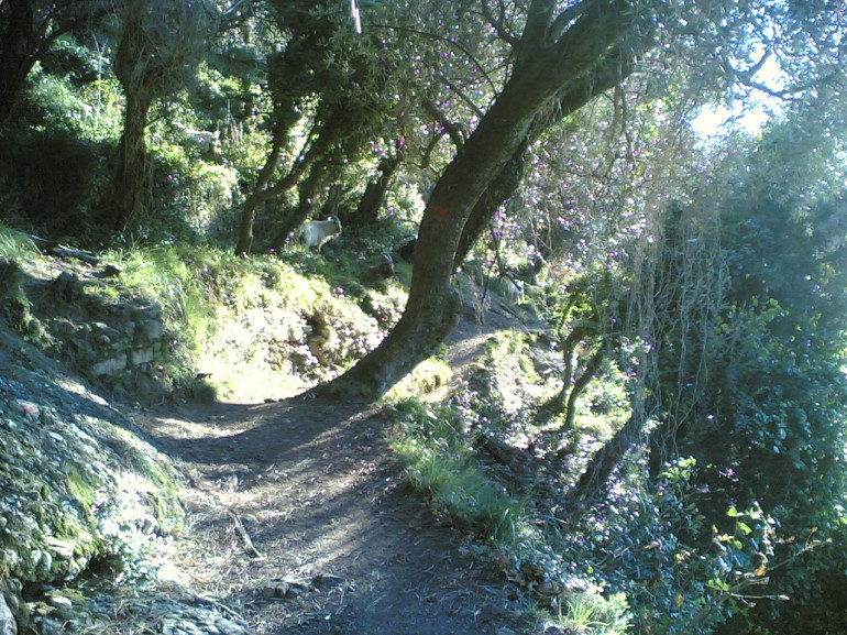 Camino Camogli-San Fruttuoso
