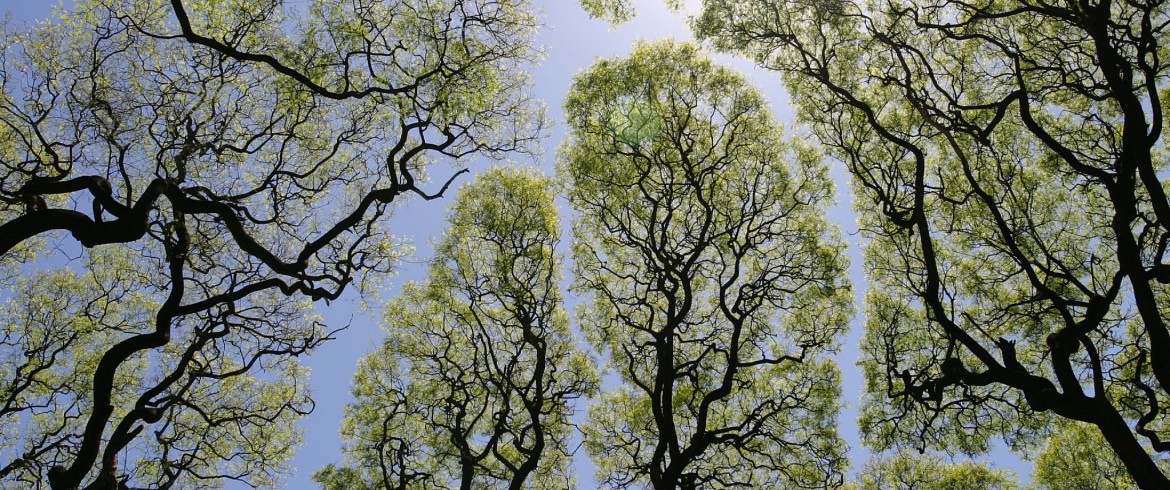 Anti smog: Descubra los 10 árboles más destacados