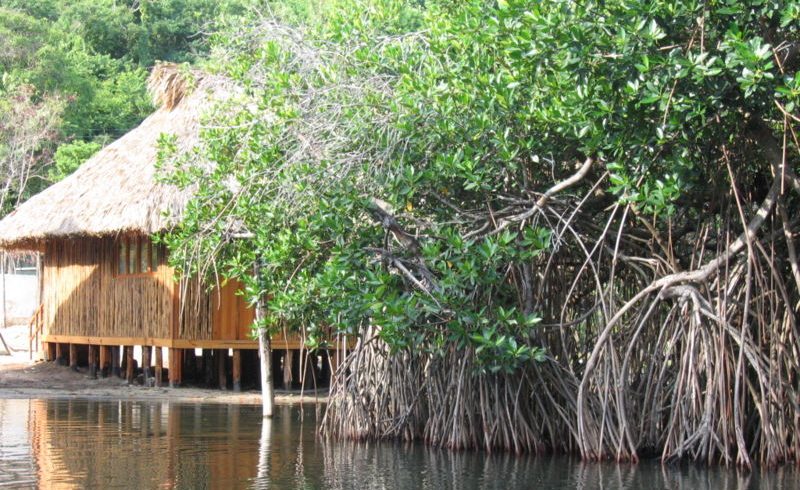 manglares parques Mexico
