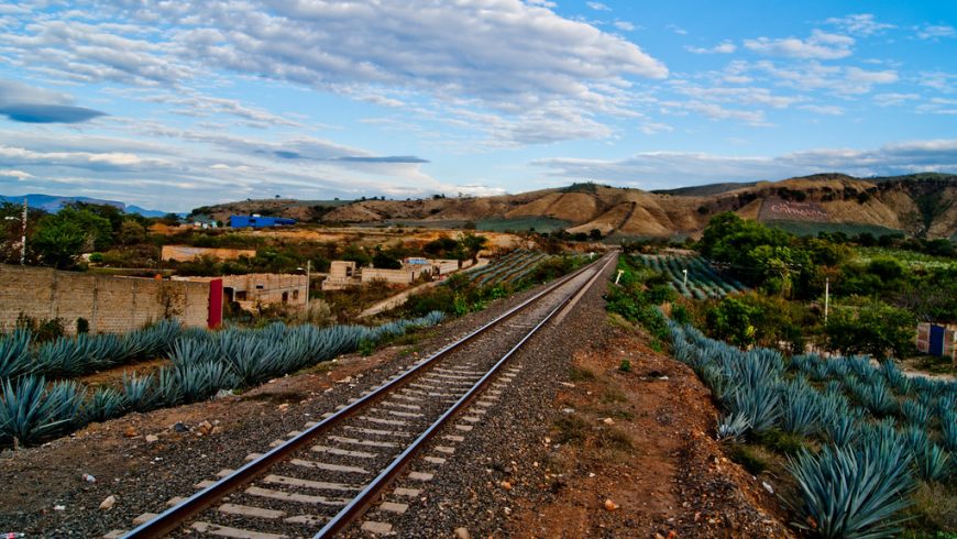 tren Tequila, paisaje plantas de agaves