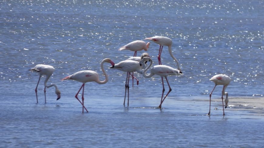 Flamingos Parque Delta del Ebro