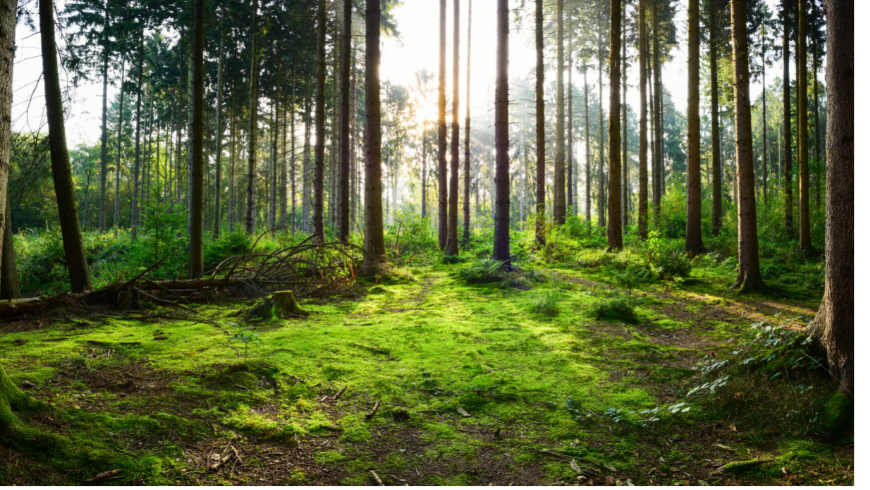 Los bosques seculares de Ecobnb