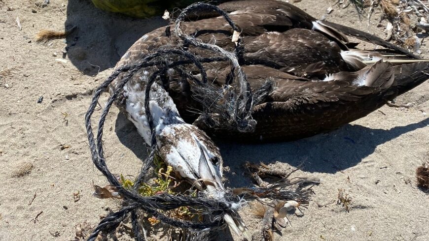 Animal muerto con redes en su cuerpo en las costas de Trapani Sicilia
