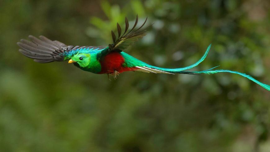 Quetzal. Turismo sostenible en Costa Rica. Fotos vía Canva PRO