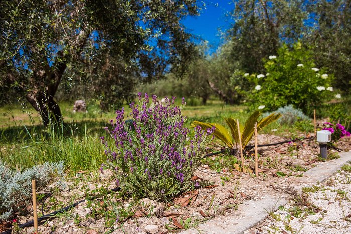 Apulia, entre Taralli y Legumbres Orgánicas