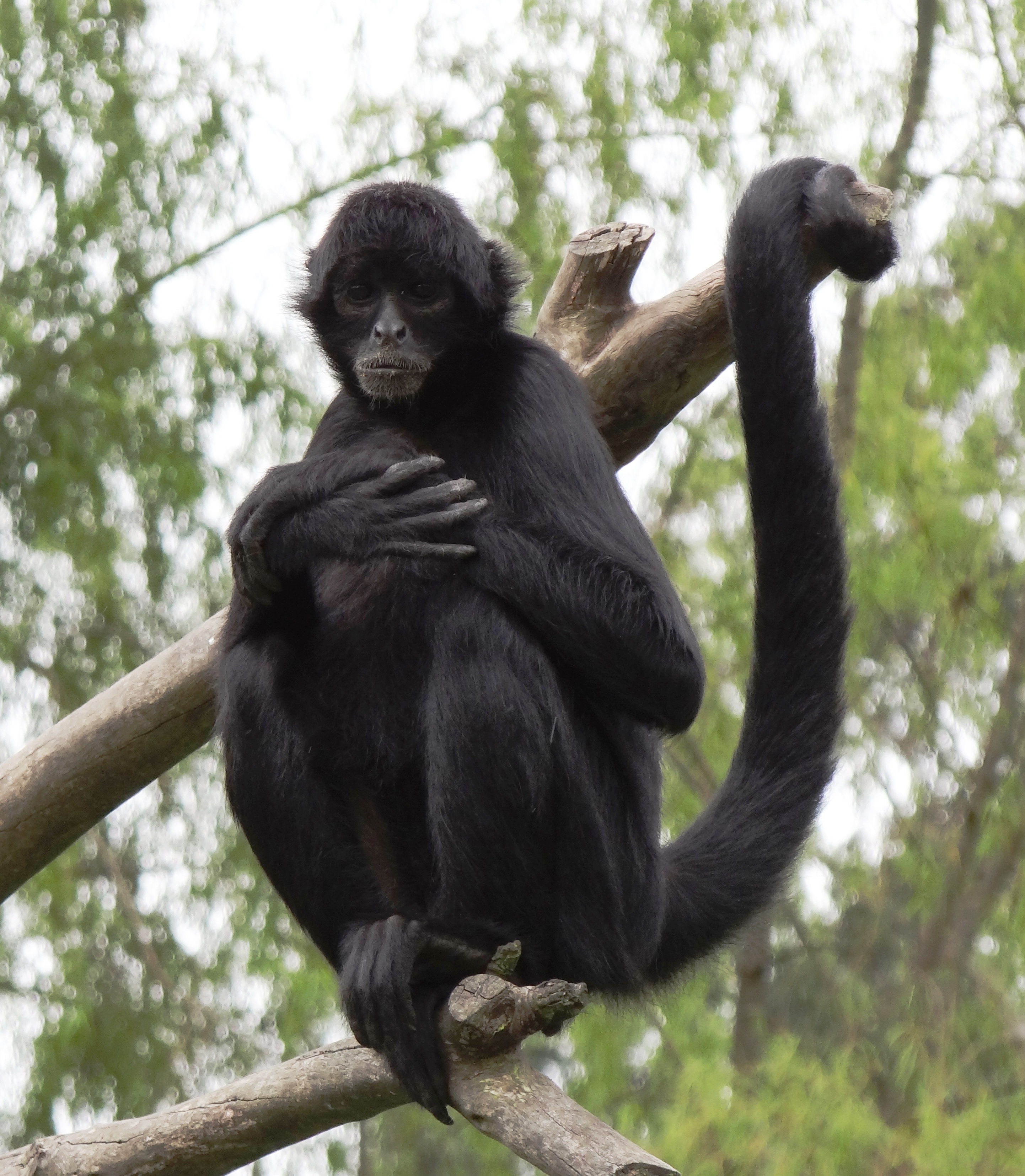Mono araña de brazos largos (Ateles fusciceps)