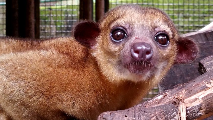 Cuchichuchi / Kinkaju. Pequeño animal de Costa Rica en primer plano