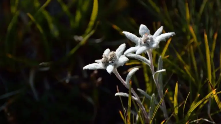 Jardín botánico alpino Saussurea