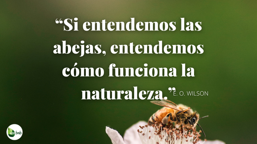 Si entendemos a las abejas, entendemos cómo funciona la naturaleza.
