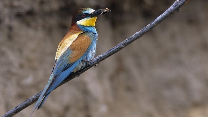 Abejaruco, Sierra Norte de Sevilla