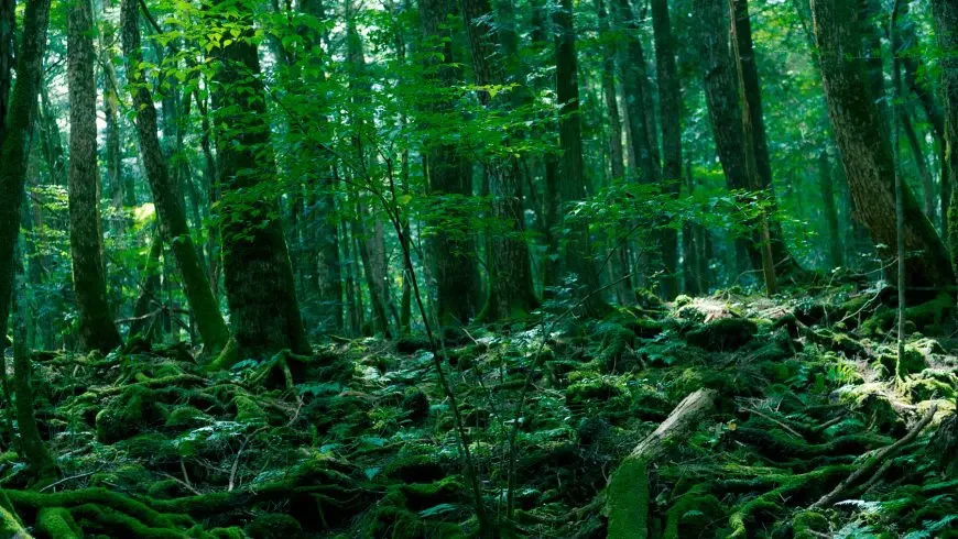 Bosques más hermosos del mundo: Aokigahara