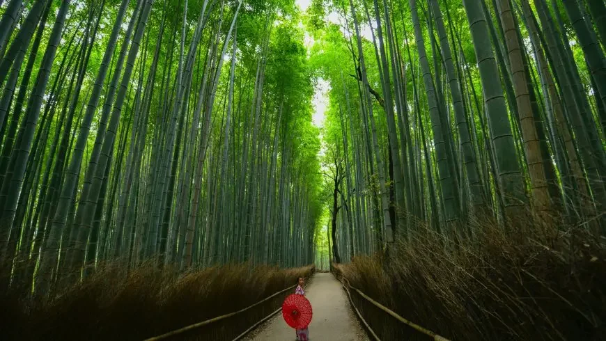 Bosques más hermosos del mundo: Bosque de Bambú