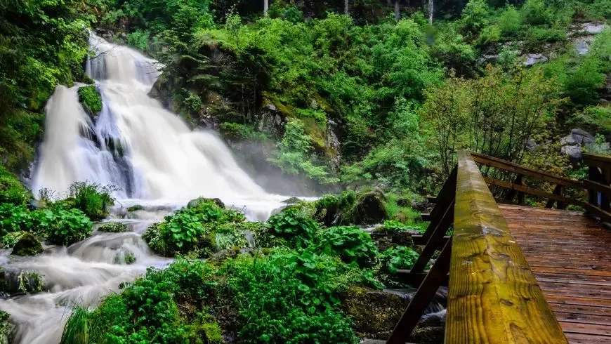 Bosques más hermosos del mundo: Selva Negra