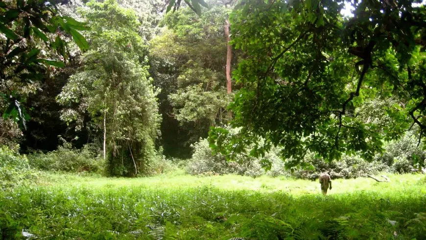 Bosque del Congo