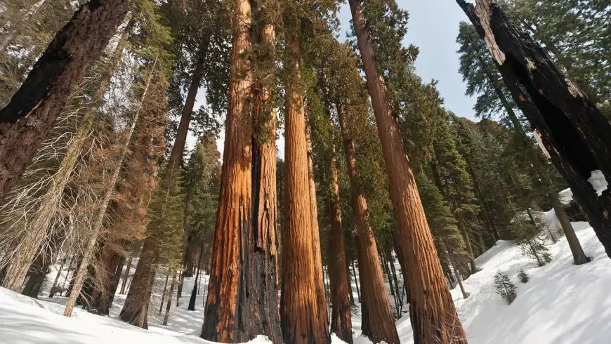 Bosque Gigante