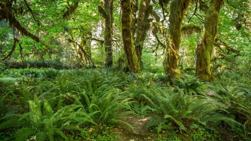 Bosque lluvioso de Hoh