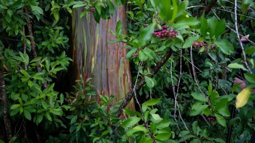 Bosques más hermosos del mundo: Bosque Arcoiris