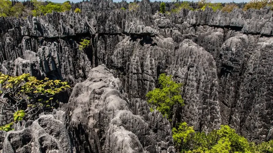 Bosque Tsingy