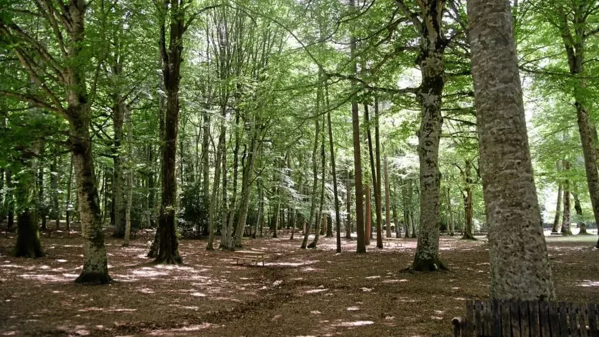 Bosques más hermosos del mundo: Bosque de Umbría