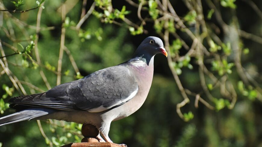 La fauna de Canarias: La paloma de laurisilva