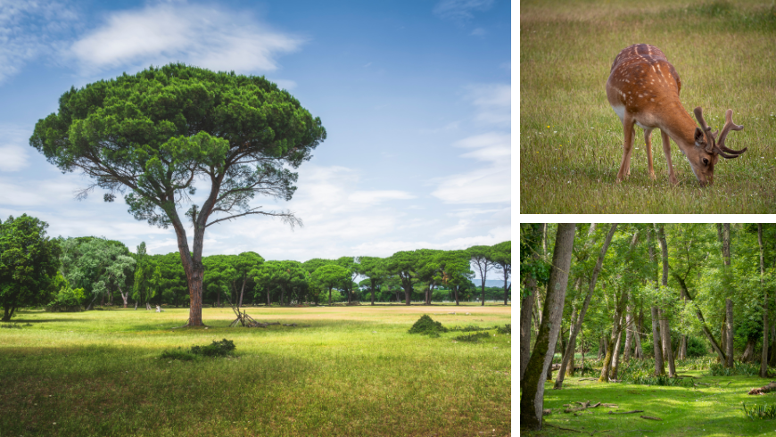 Parque de San Rossore, Pisa