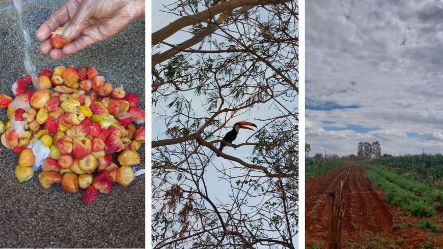 Cajú del Brasil, un tucán y la tierra roja 