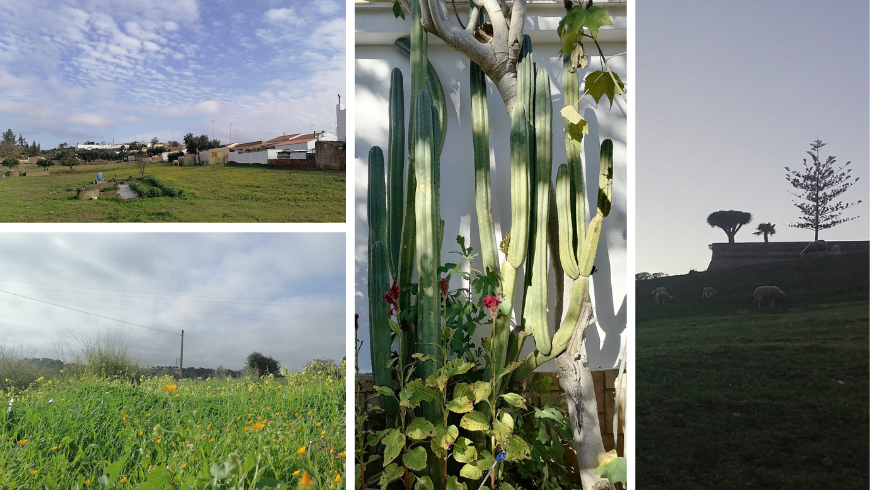 extensiones de verde y cactus