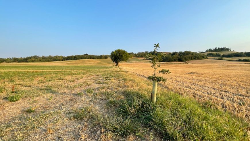Árboles plantados con Ecobnb Cancabaia en Lesignano de’ Bagni, Italia