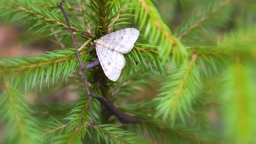 mariposa en el bosque de Savona