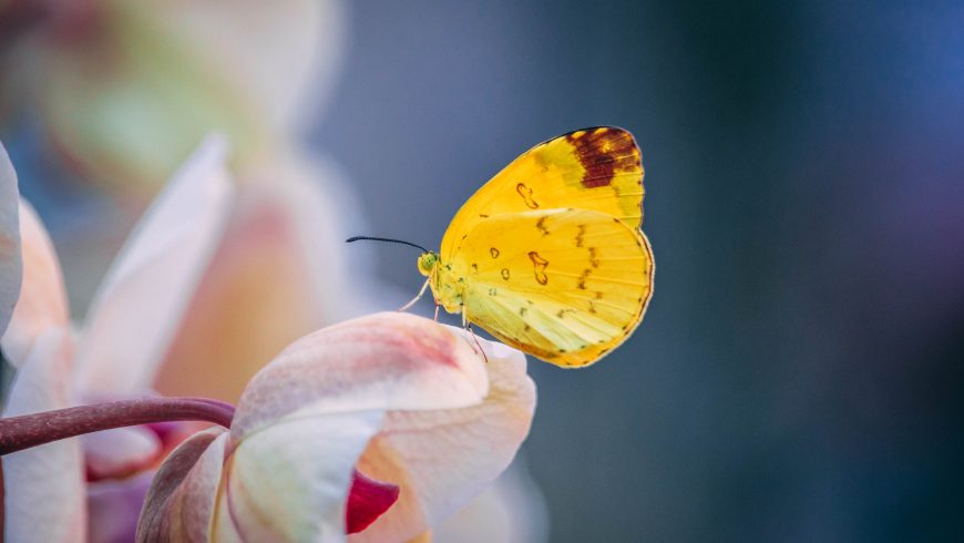 Papillon reposant sur une fleur rose