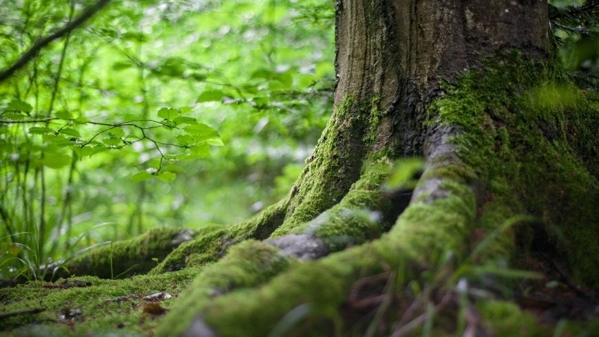 Le tronc d'un arbre - forêts séculaires