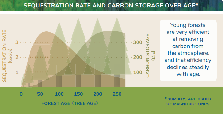capacité des arbres à absorber et stocker le CO2