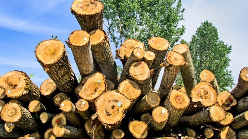 couper les arbres et les vendre en tant que bois