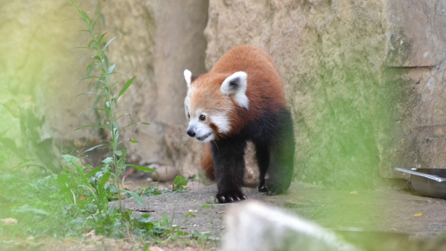 panda rouge parc tête d'or