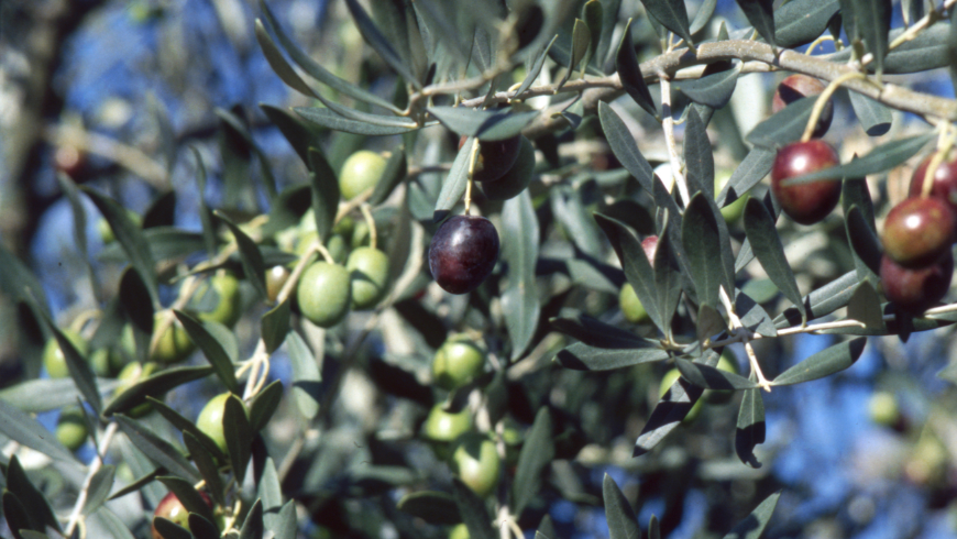 olives typiques parc des baronnies