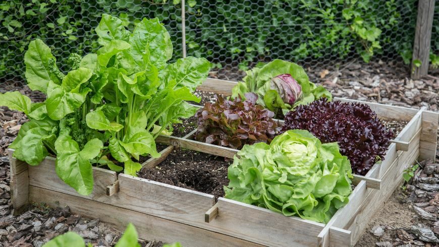 Petit jardin potager dans un éco B&B