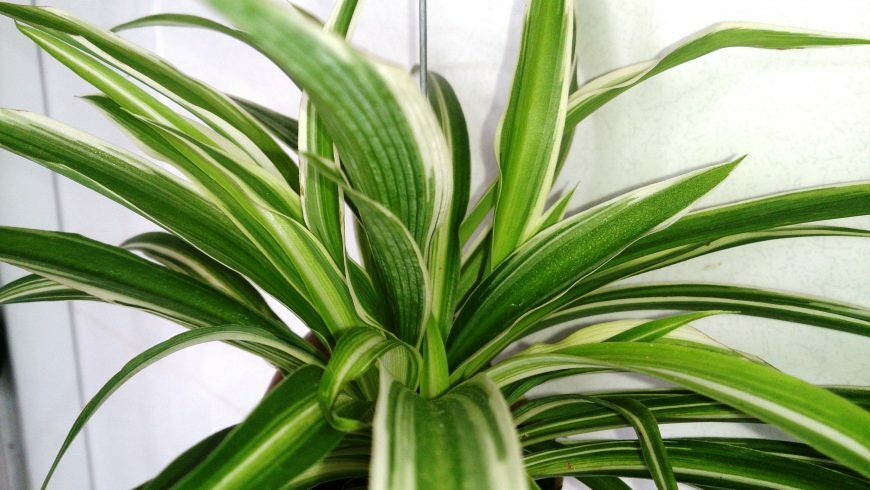 Une plante Chlorophytum Comosum