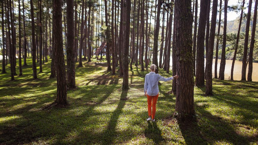 biodiversité des forêts