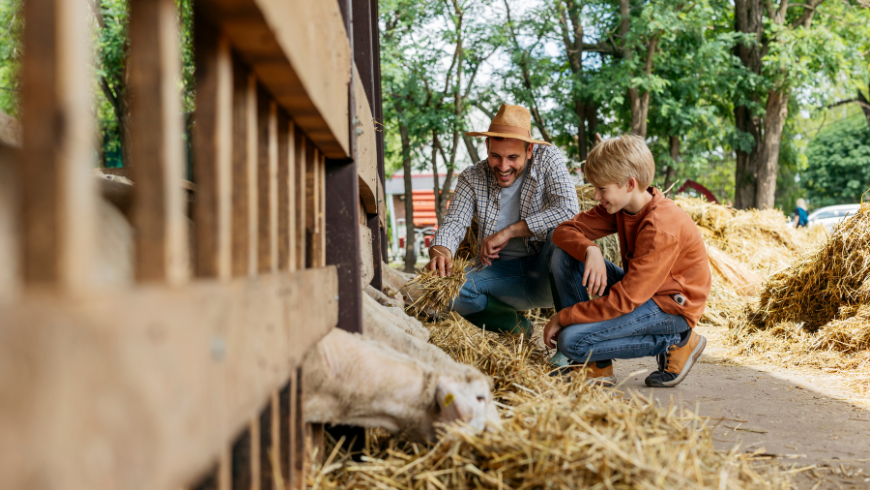 Un père et son enfant nourrissent les moutons dans une grange chaleureuse aux planchers en bois rustiques.