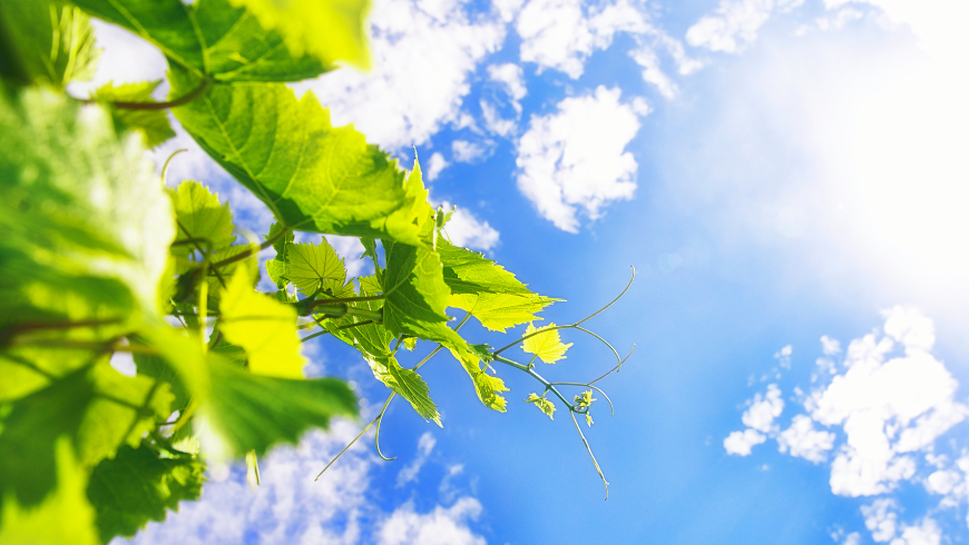 Image d'un ciel bleu avec des nuages blancs et un cep de vigne.