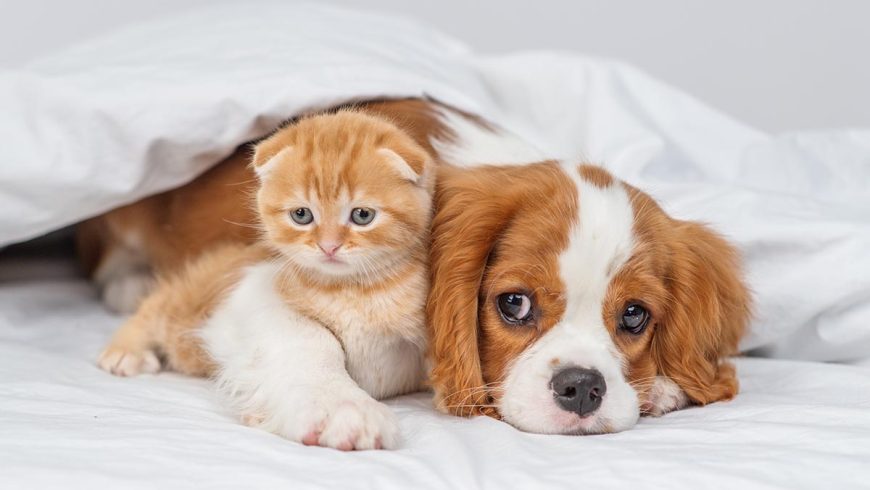 Un chat et un chien se reposant côte à côte sous les couvertures, symbolisant le lien et l’harmonie entre les animaux de compagnie.